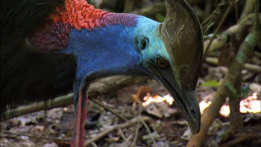 Southern Cassowary female calling, looking for a mate. Female is bigger and has larger casque and longer wattles.
