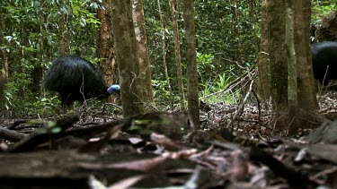 Southern Cassowaries in rainforest. Male and female courting couple together. Male is the smaller.