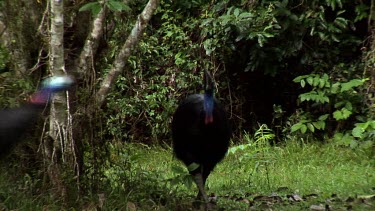 Southern Cassowaries in rainforest. Male and female courting couple together. Male is the smaller. Male is a bit skittish and wary of larger female.