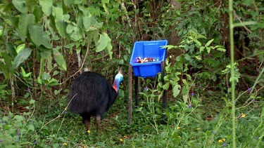 Southern cassowary feeding, foraging on fruit out of blue plastic container. Juvenile joins the feeding