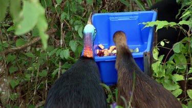 Southern cassowary and junenile feeding, foraging on fruit out of blue plastic container. Another Cassowary attackes and chases them off