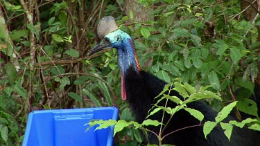 Southern cassowary feeding, foraging on fruit out of blue plastic container.
