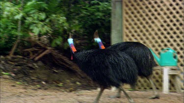 Male and female Southern Cassowary courtship. Male is smaller. Female is larger with larger casque and longer wattle. The courting couple search for food in suburban area.