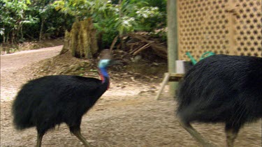 Male and female Southern Cassowary courtship. Male is smaller. Female is larger with larger casque and longer wattle. The courting couple search for food in suburban area.