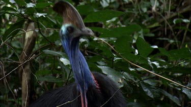 Cassowary elongates, stretches, neck to look up.