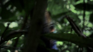 Southern Cassowary blue neck and face and brown yellow eyes looking straight to camera. Blinks long eye-lashes