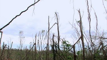 Pan across through cyclone destroyed rainforest vegetation habitat coastal area with Coral Sea in background.