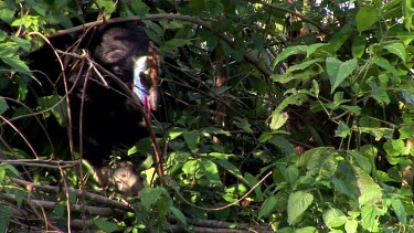 Southern cassowary walking, searching for food