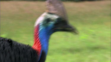 Head and neck of Southern Cassowary walking