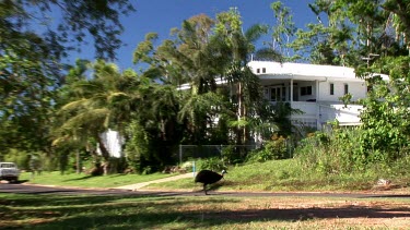 Southern Cassowary runs across road in front of on coming car