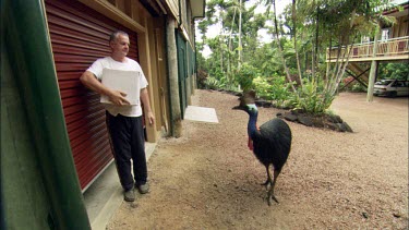 Man is cornered by hungry cassowary. Cassowaries can be aggressive animals.