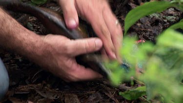 Extreme close up of park rangers holding head of captured cassowary as it is being sedated. It will be removed from urban area and returned to rainforest.