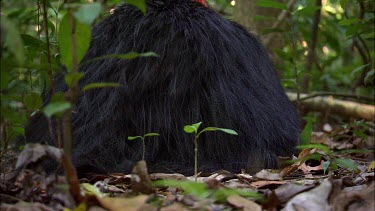 Male Southern Cassowary sitting on forest floor, protecting chicks beneath his feathers. He gets up and chicks emerge. See shots AWVbk-0025 and AWVbk-0026