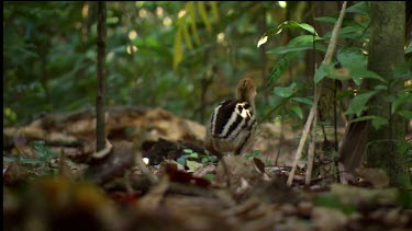 Three young cassowary chicks follow their father. The adult male looks after the chicks. The chicks are small and pale colour with black stripes along their backs and wings for camouflage on the fores...