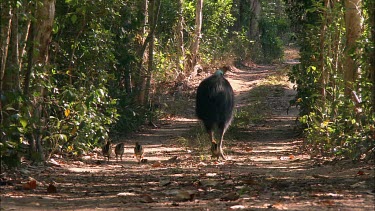 Four young cassowary chicks follow their father. The adult male looks after the chicks. The chicks are small and pale colour with black stripes along their backs and wings for camouflage on the forest...