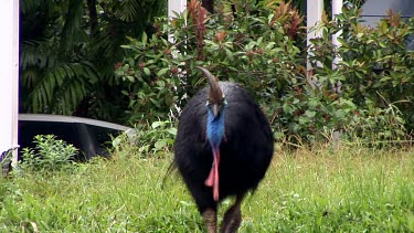 Female cassowary with large throat wattles. Walking through grassy area
