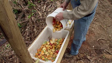 High-angle. Pouring fruit into feed box to feed Cassowaries after cyclone destroyed much of rainforest.