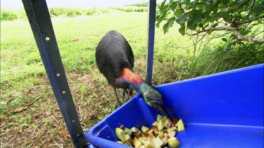 Cassowary eating fruit from feed box, fruit put out to feed wild cassowaries after cyclone. Cassowary looks to camera.