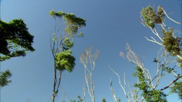 low-angle looking up as camera pans across blue sky and gum trees, stripped of leaves.