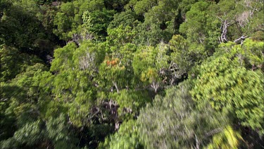 Canopy of trees, tree-tops in rainforest