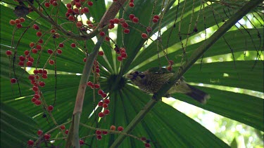 Bird eating red berries under a green frond of leaves, possibly thrush or shrike-thrush