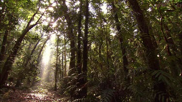 Wide-angled lens captures scene in rainforest. A glade in the forest, light penetrates the dark forest environment, the foreground is shadowed and the background lit by shaft of sunlight.