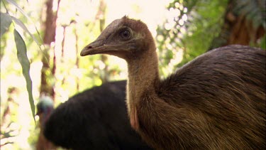 Cassowary chick, about eight months old, has lost its stripes but is still a dull brown colour. Low angle camera, looking up to rainforest environment landscape in background. In soft focus in backgro...