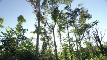 Low-angle looking up as camera pans across blue sky and gum trees