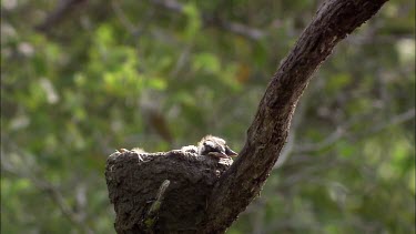 Black and white pied bird, with nest and chicks. Chicks have gaping mouth waiting for food. Nest is a mud bowl in fork of tree.