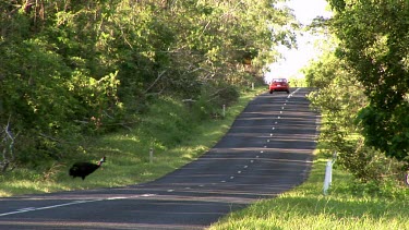 Cassowary crossing road