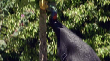 Cassowary in a garden or on a farm, jumping to get melon or mango off fruit tree.