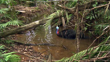 Cassowary bathing in rainforest pool. Preening and cleaning its feathers. Getting clean or cooling down. Female with very long red wattles that shake and wobble as it shakes off water.