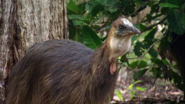 Cassowary chick, about eight months old, has lost its stripes but is still a dull brown colour. Swallowing large piece of fruit, funny shot.