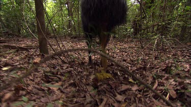 Defecating cassowary. Cassowary dung is very important for rainforest ecosystem. Many seeds need to pass through gut of cassowary in order to germinate,