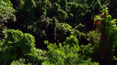 Daintree Forest aerial.