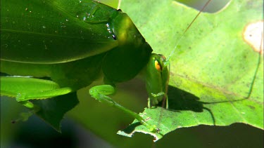 Close Up of insect, katydid chewing through a leaf, leaving cutout chew marks along the leaf's surface. Possible species False-leaf katydid