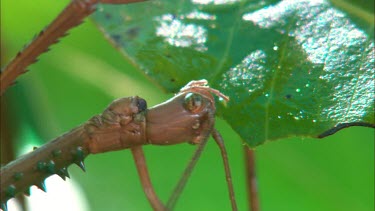 Close up of Stick Insect chewing a green leaf. Could be possibly Giant Walking Stick stick insect. Acrophylla wuelfingi
