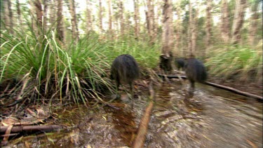 Medium shot. Tracking shot, possible hand-held steadicam following cassowary chicks, about nine months old, playing in paper-bark swamp. Shot could be used for a hunting or tracking cassowary scene.