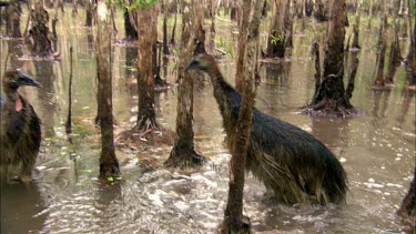 Possible hand-held steadicam following cassowary chicks, about nine months old, playing in paper-bark swamp.