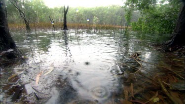 Wide-angled lens. Raindrops falling. It is raining. Ground is water-logged. Looks like swamp or wetland with rainforest in background. .