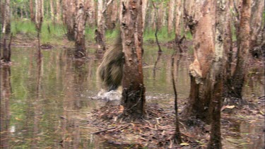 Cassowary chick, about nine or ten months old. In eucalypt paperbark swamp wetland foraging and pulling bark off trees.