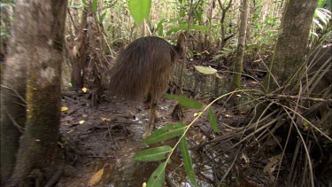 Medium shot. Tracking shot, possible hand-held steadicam following cassowary chicks, about nine months old, playing in paper-bark swamp. Shot could be used for a hunting or tracking cassowary scene.