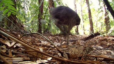Low angle shot looking up from forest leaf litter floor. Cassowary chick walks past. In sharp focus and then soft focus as it walks into distance.