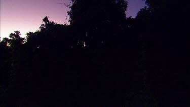 Jib mounted camera moving up through darkened forest. The trees are all in shadow silhouette, backlit. Sunrise or sunset in a dark forest.