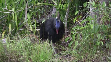 Southern Cassowary walking wide 1