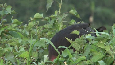 Australian Brush Turkey eating medium