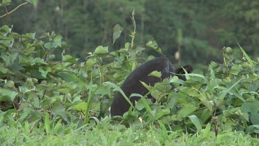 Australian Brush Turkey eating wide