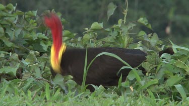 Australian Brush Turkey eating wide 2