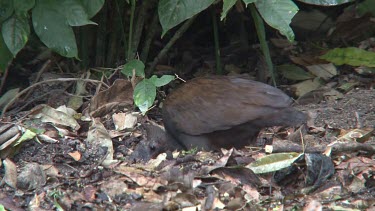 Orange-Footed Scrubfowl searching food 2