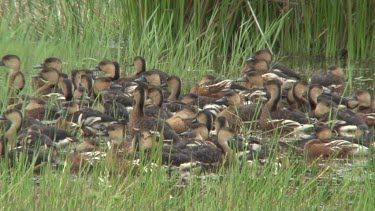 Wandering Whistling-Duck in alert, flee wide